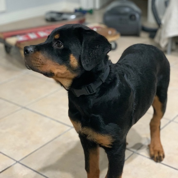 Meet your Posher, Jonathan - Picture 1 of 1